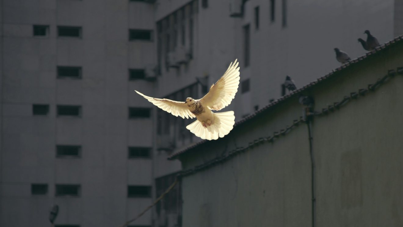 Symbolbild: Frieden. Taube fliegt vor Häuserwand.
